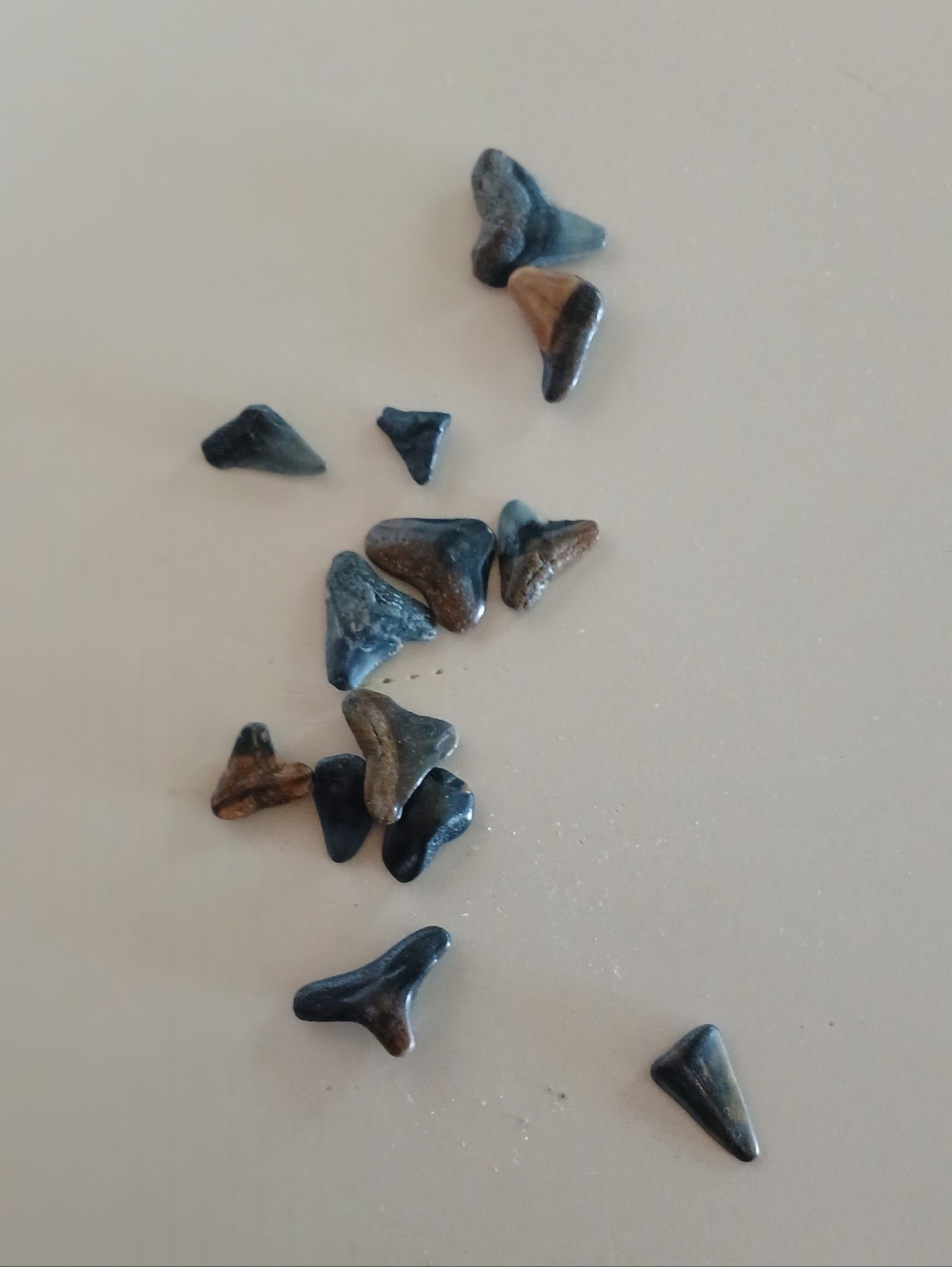 Shark Teeth Fossils